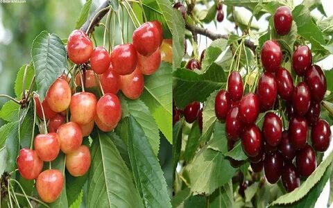 Черешня брянская розовая