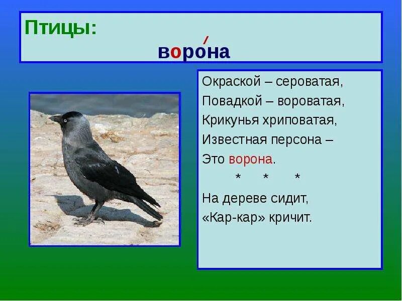 Информация о воронах. Сведения о вороне. Сообщение о вороне. Ворона описание для детей.