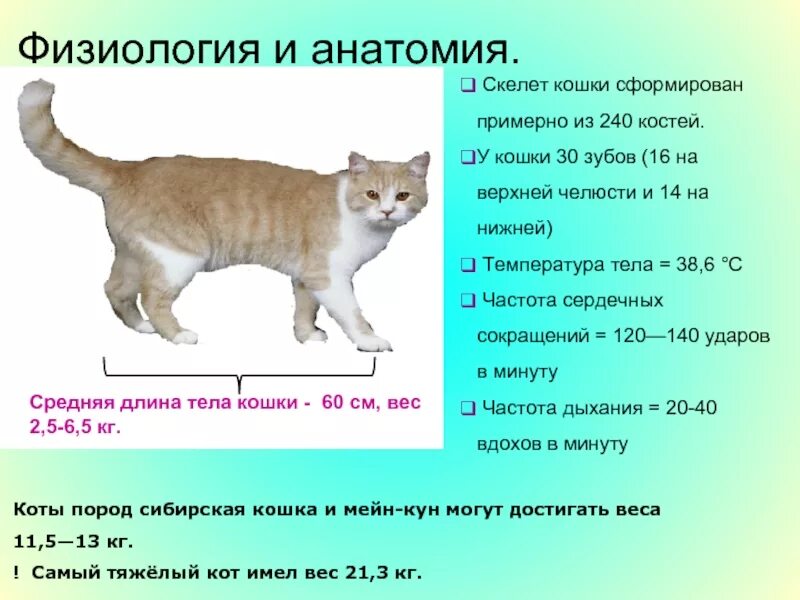 Средняя длина тела кота. Длина тела кошки. Средний вес кошки. Тело кошки. Сколько раз в взрослая кошка