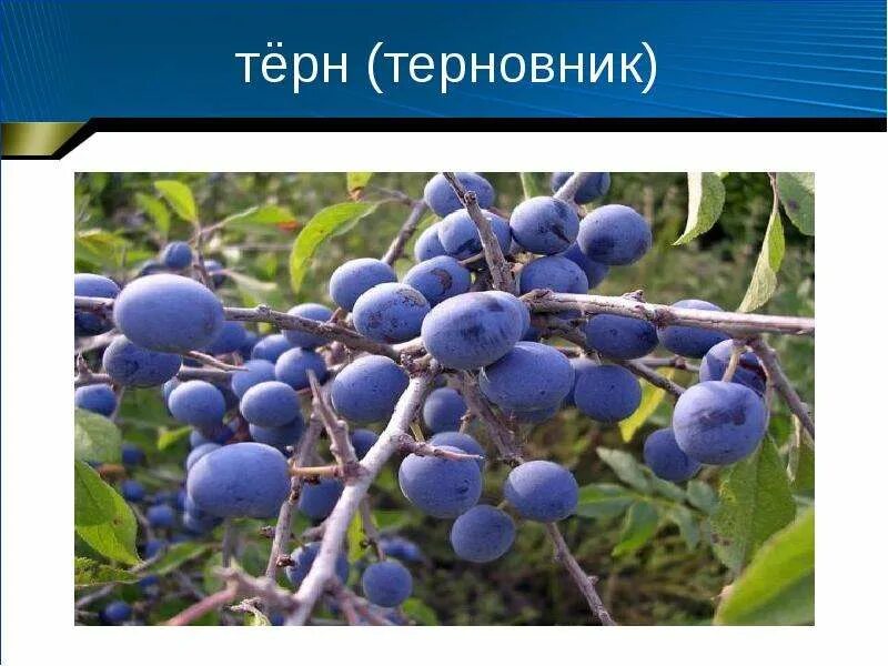 Как использовать терн. Слива колючая терн. терн гластонберийский. терн описание. терновник описание.