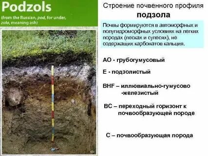 Дерново бурая почва