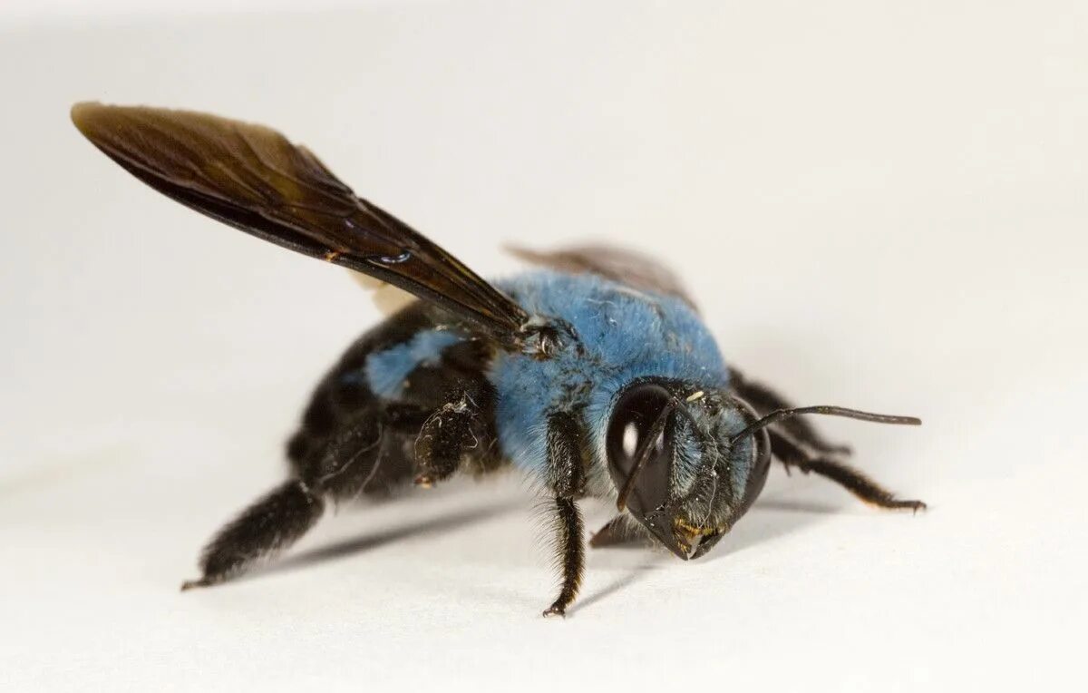 Синяя пчела плотник. Xylocopa caerulea - пчела. пчела-плотник xylocopa valga gerstaecker, 1872. пчела-плотник обыкновенная (xylocopa valga). шмель плотник ксилокопа.