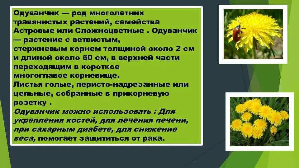 Одуванчик род многолетних травянистых растений семейства Астровые. Одуванчик описание. Одуванчик коротко. Доклад про одуванчик. От чего помогают цветки одуванчика