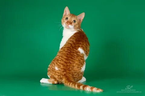 Уральский кот