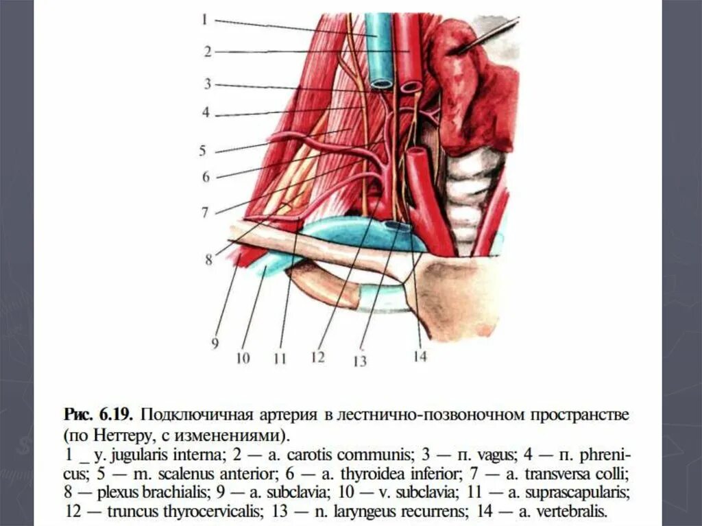 Лестничный треугольник шеи. Лестничный треугольник шеи