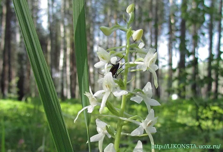Фильм любка актеры. Любка двулистная ночная фиалка. Любка фильм 2009 кадры. Любка 2009. Фильм любка актеры.