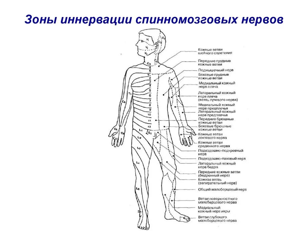 Зоны иннервации спинномозговых нервов схема. Схема иннервации тела сегментами спинного. Области иннервации ветвей спинномозговых нервов. Иннервация спинного мозга схема.