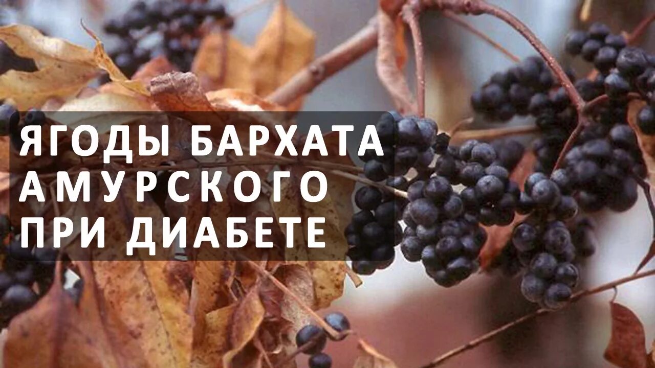 Бархат ягоды лечебные. Phellodendron amurense rupr. 4. Бархат амурский phellodendron amurense плоды. Амурский бархат ягоды.