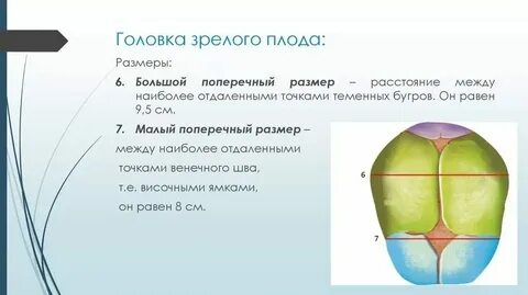 Наибольший поперечный диаметр