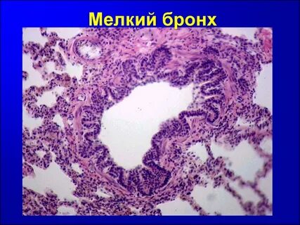 Мельчайшие бронхи
