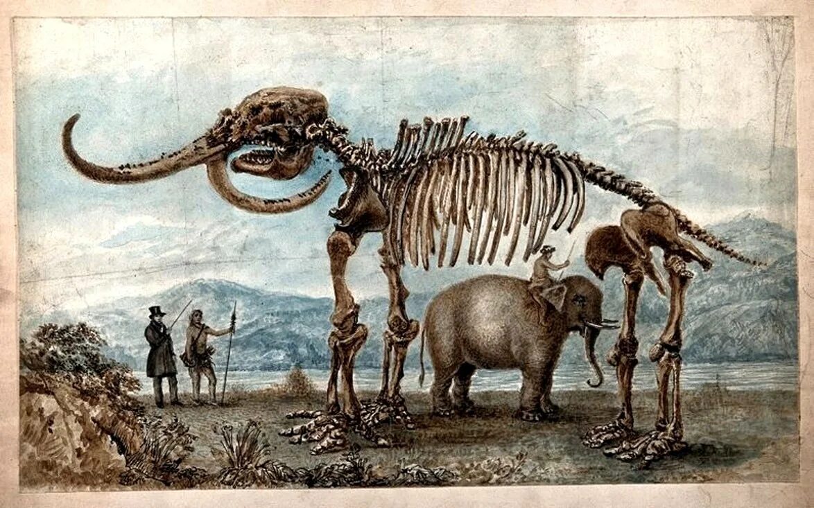 Otapiria ussuriensis палеонтология. Палеонтология животных. Ископаемые остатки вымерших животных. Палеоневрология.