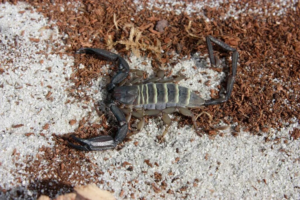 Каменный скорпион на кого охотится. Андроктонус крассикауда. Крымский скорпион. Троглодит скорпион. Скорпион hadogenes.
