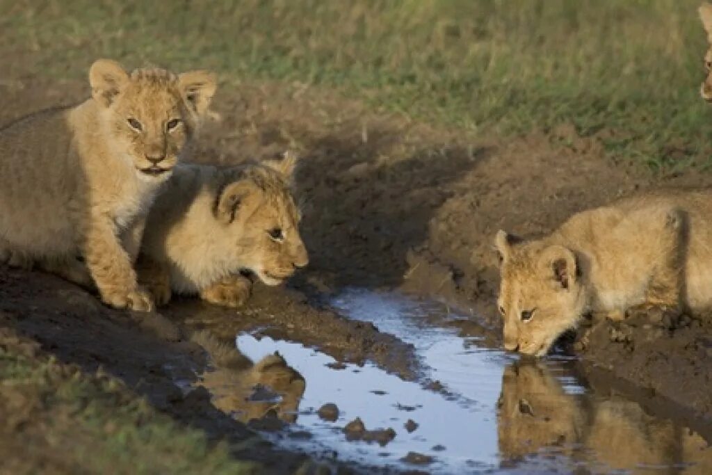 Dvd африканские кошки королевство смелых. Фильмы про животных постеры. Африканские кошки королевство. Фильм африканские кошки королевство смелых. Африканские кошки королевство.