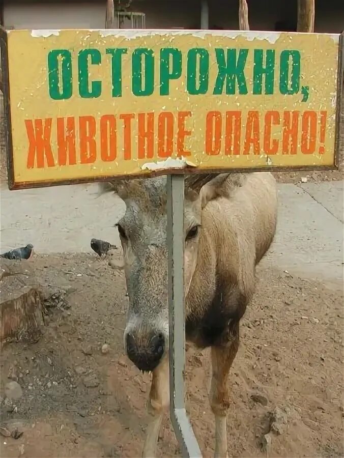 Табличка осторожно зверь опасен. Осторожно животное опасно. Осторожно животное опасно. Осторожные звери. Осторожно животное опасно.