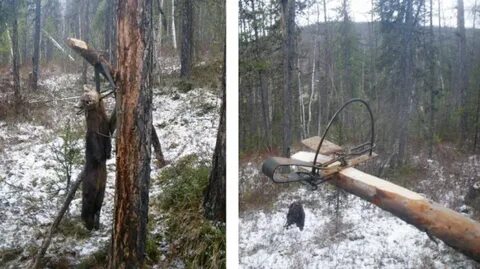 Приманка на соболя