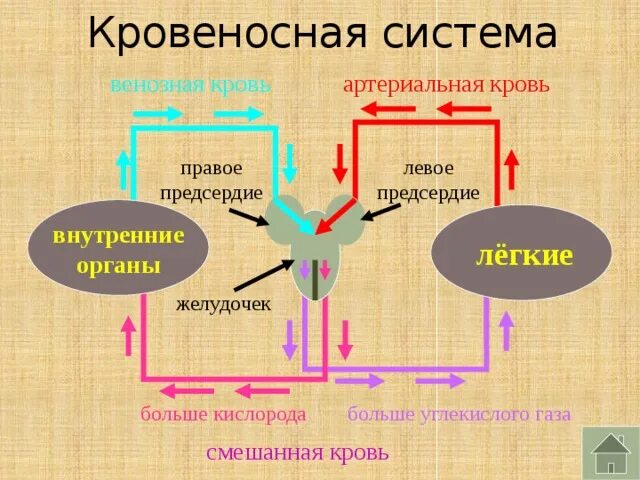 Особенность артериальной крови. Где идет артериальная кровь. Артериальная венозная смешанная кровь. Артериальная и венозная кровь отличия.