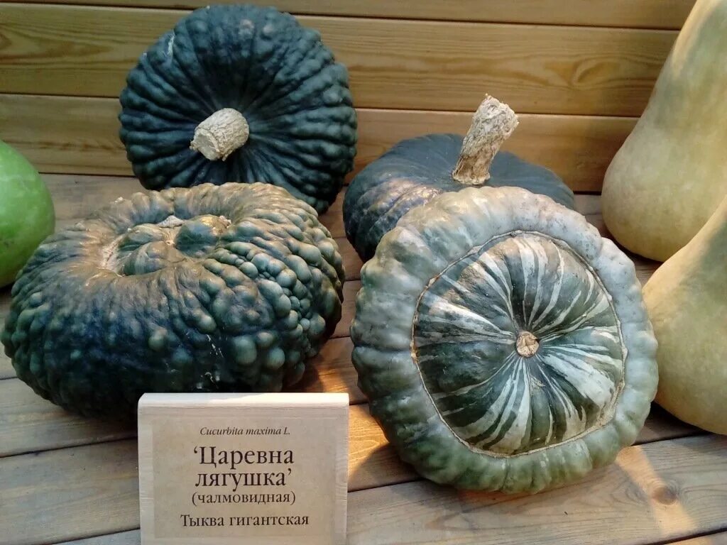 Семена тыквы царевна лягушка. Тыква жаба описание. Тыква жаба описание. Тыква сорт жаба. Тыква царевна лягушка седек.