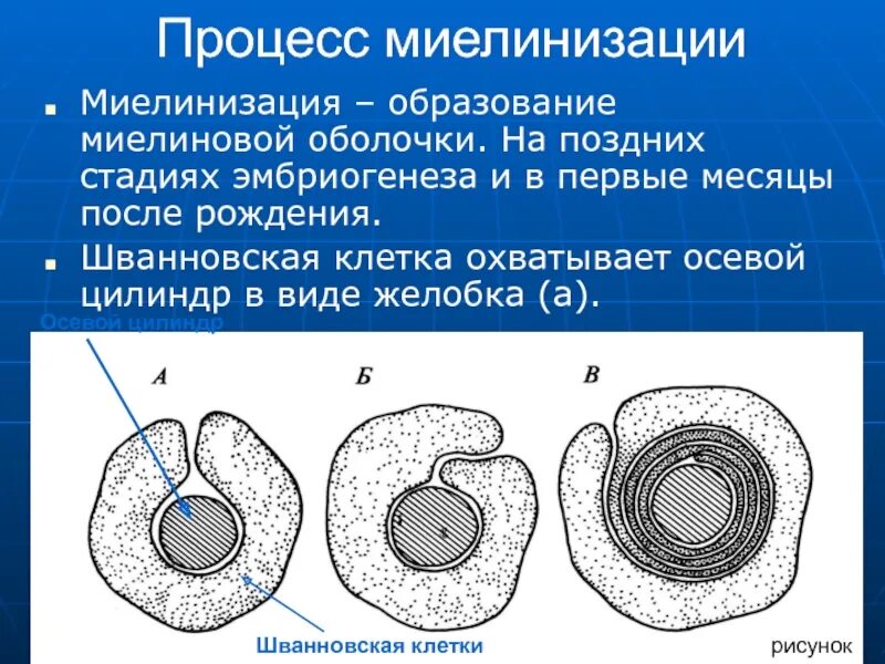 Процесс оболочки. Миелиновая оболочка и шванновские клетки. миелиновая оболочка мезаксон. миелиновая оболочка периферических нервных волокон образована. процесс миелинизации нервных волокон.