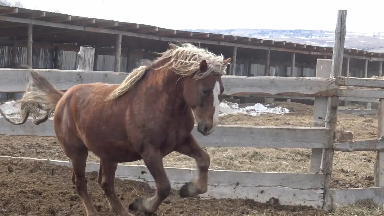 Купить коня алтайском. Новоалтайская порода Жеребцов. Алтайская лошадь + Новоалтайская лошадь. Новоалтайский тяжеловоз. Лошади тяжеловозы новоалтайской породы.