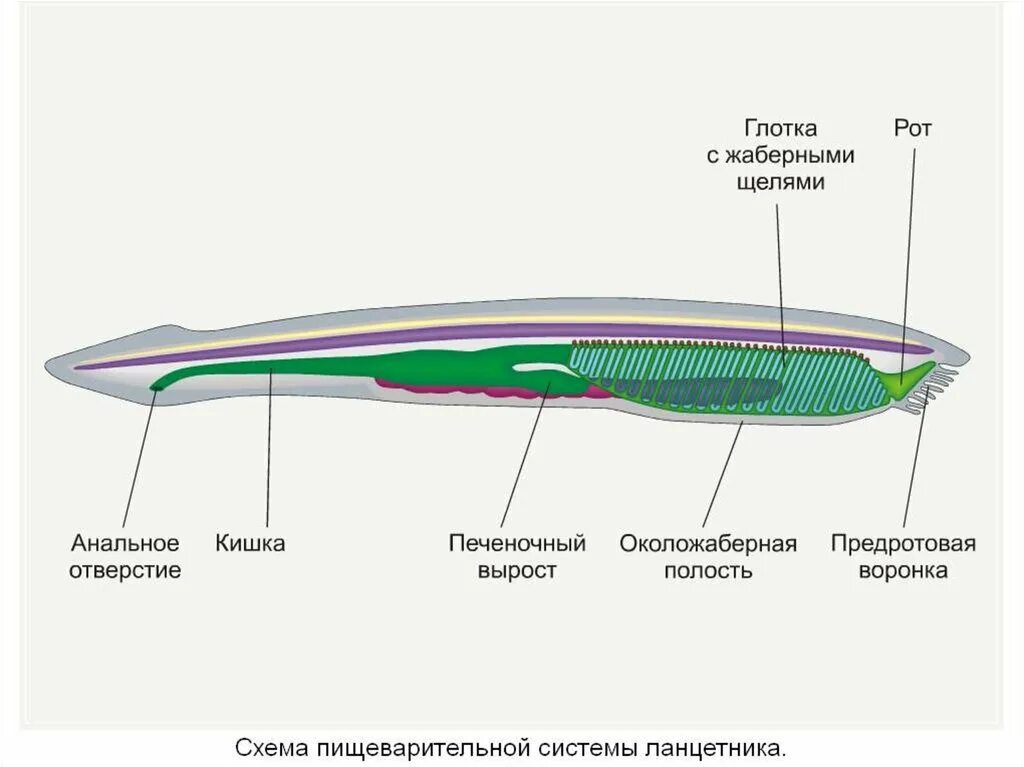 Печеночный вырост ланцетника. Внутреннее строение ланцетника. пищеварительная система бесчерепных. пищеварительная система ланцетника схема.