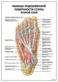 Мышцы стопы подошвенная поверхность