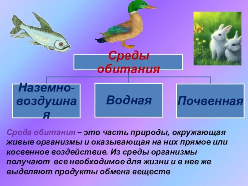 Количество воды в средах обитания. Среда обитания. Среда обитания - часть природы, окружающая живые организмы.. Обитатели среды обитания. Среды обитания 5 класс.