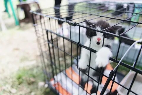 Кошки тверь