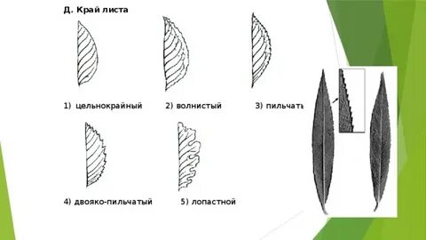 Края листа на 3