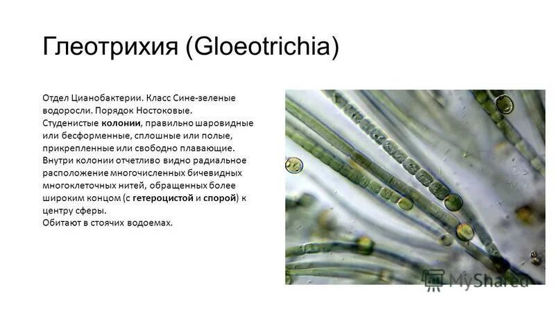 Цианобактерии и протисты. Цианобактерии это в биологии 5 класс. Найди ошибки в тексте цианобактерии. Найди ошибки в тексте цианобактерии. Найди ошибки в тексте цианобактерии.