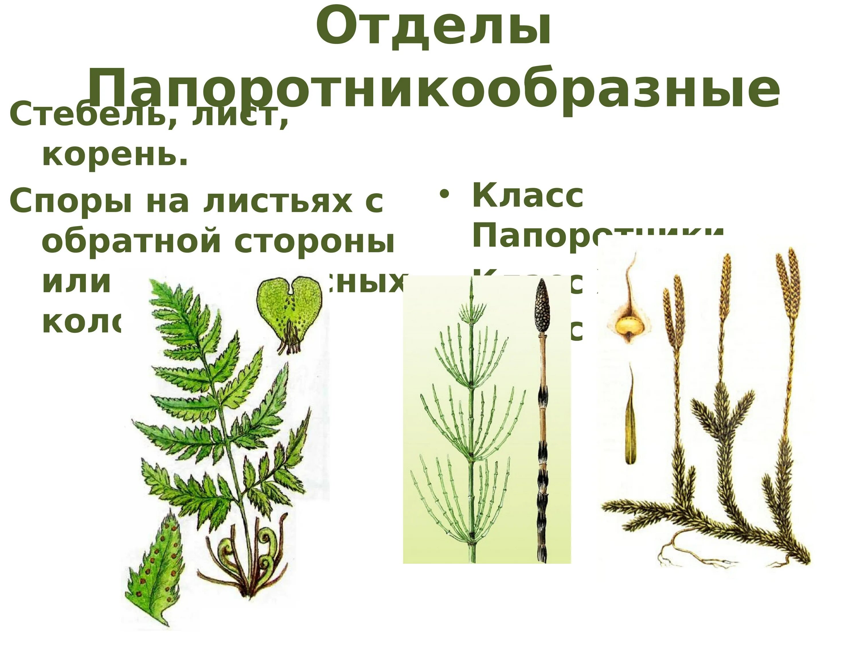 Споровые растения примеры названия. Высшие растения расчленение тела. Строение тела высших растений. Высшие растения ткани и органы. Высшие растения это какие.