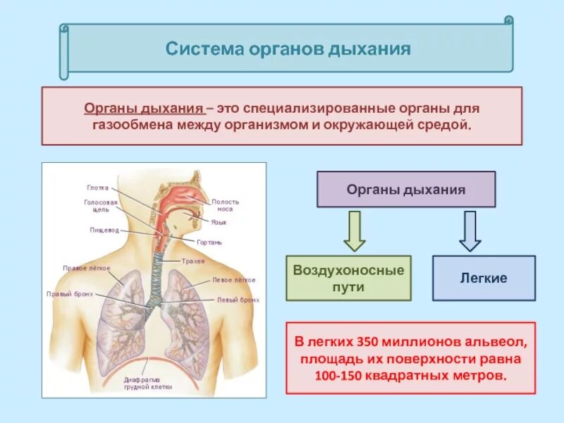 Воздухоносную функцию выполняет. Дыхательная система функции системы. Воздухонасосные пути органа дыхательной системы. Дыхательная система газообмен. Путь воздуха в дыхательной системе.