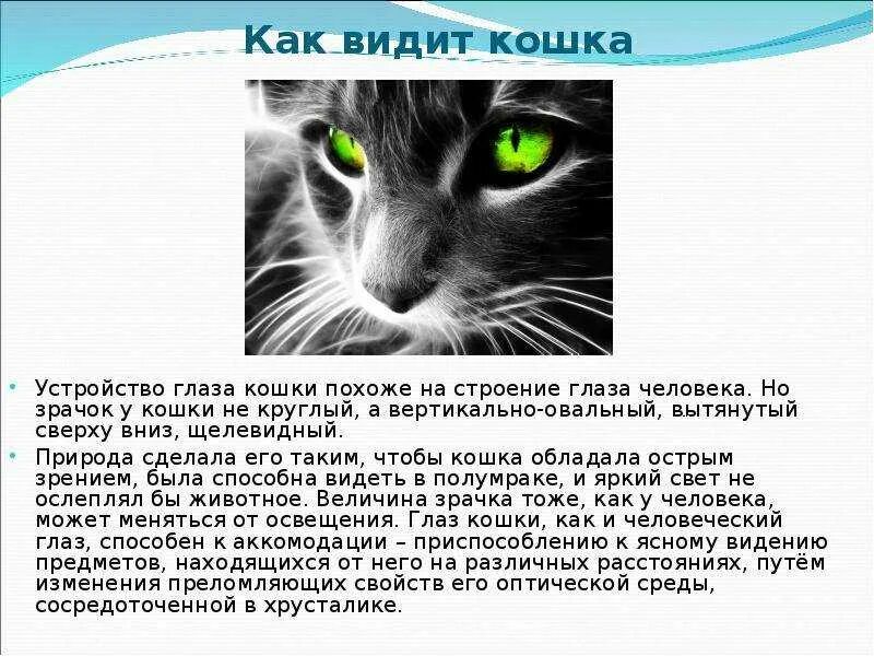 Она видит кошку. Зрение кошек. Как видят кошки. Ночное зрение у кошек. Зрение глазами кошки.