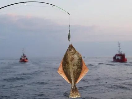 Камбала на что ловить в море