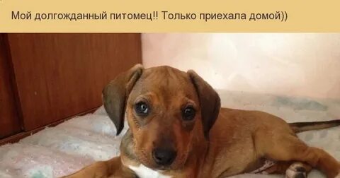 Только бука