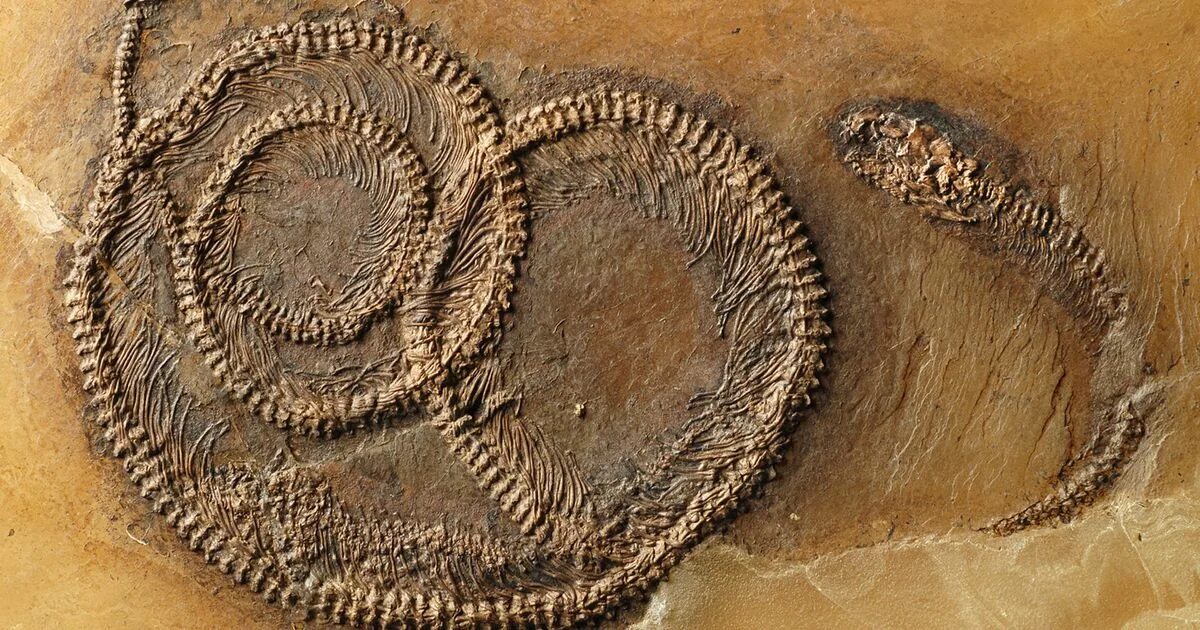 Змеи древности. Ископаемые находки в карьере Мессель. Fossil окаменелости. Окаменелости змеи.