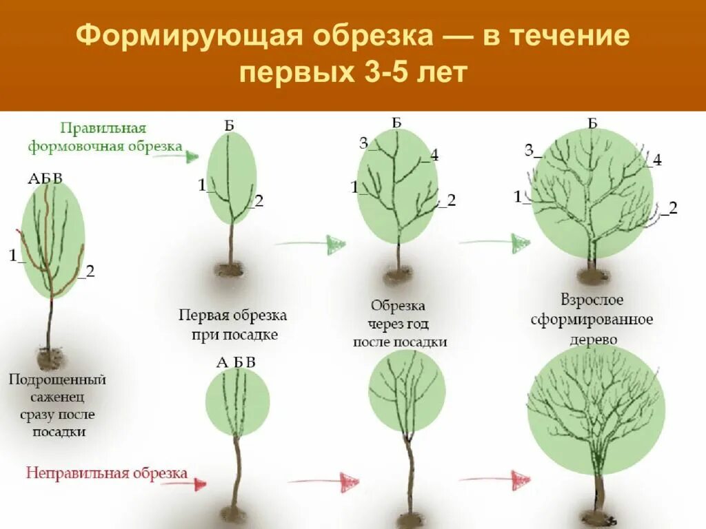 Какое деревце будет расти быстрее и развиваться. Схема обрезки плодовых деревьев весной. Схема обрезки молодых плодовых деревьев весной. Правильная обрезка груши осенью схема. Схема обрезки молодой груши весной.