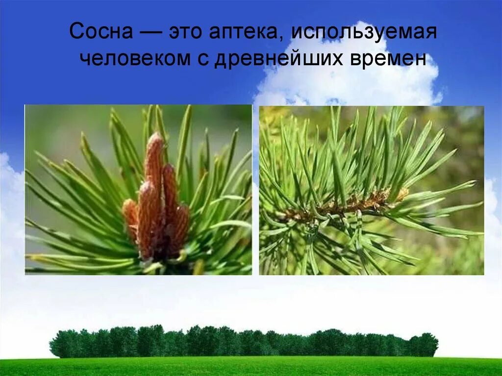 Текст про сосну. Сосна слайд. Сосна презентация. Загадка про сосну. Загадка про сосну для детей.