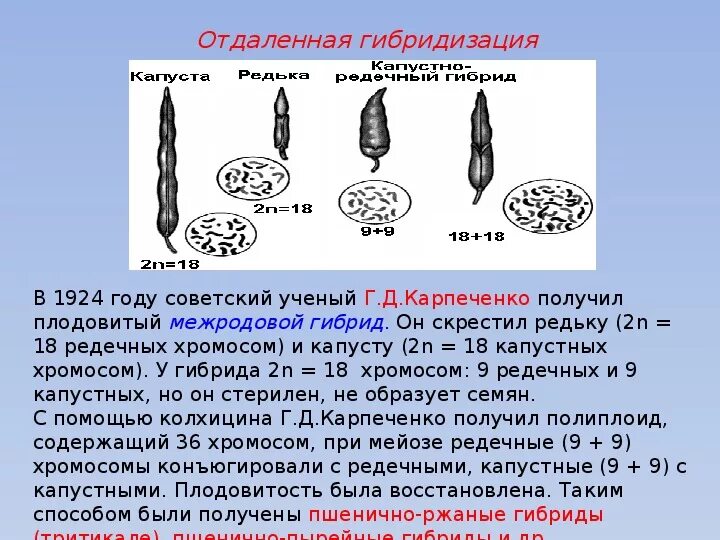 Карпеченко капустно редечный гибрид методы. Отдалённая гибридизация растений. Гибридизация метод селекции. Плодовитый капустно-редечный гибрид.