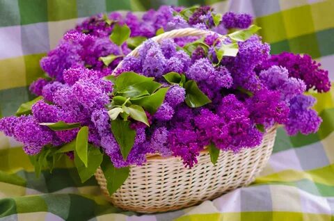 С днем рождения женщине красивые открытки сирень