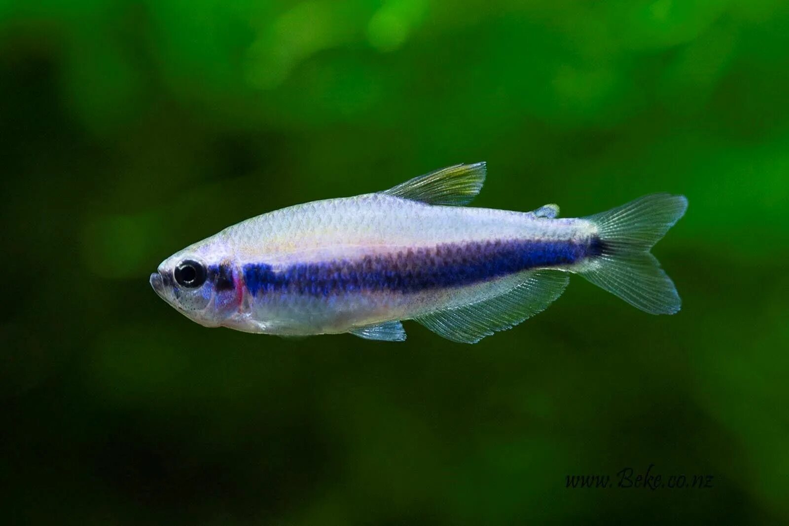 Керри блю неон рыбка. Тетра керри рыбка. Тетра керри фиолетовый неон. Тетра керри фиолетовый неон. Неон керри аквариумная рыбка.