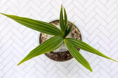 Plant balanced