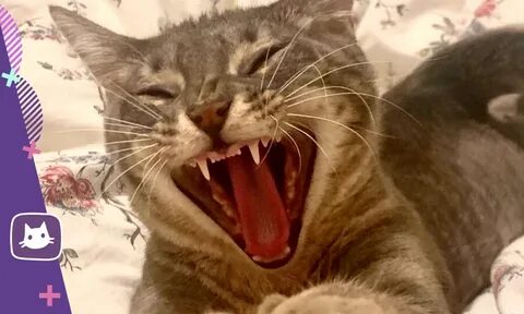 Почему коты кричат