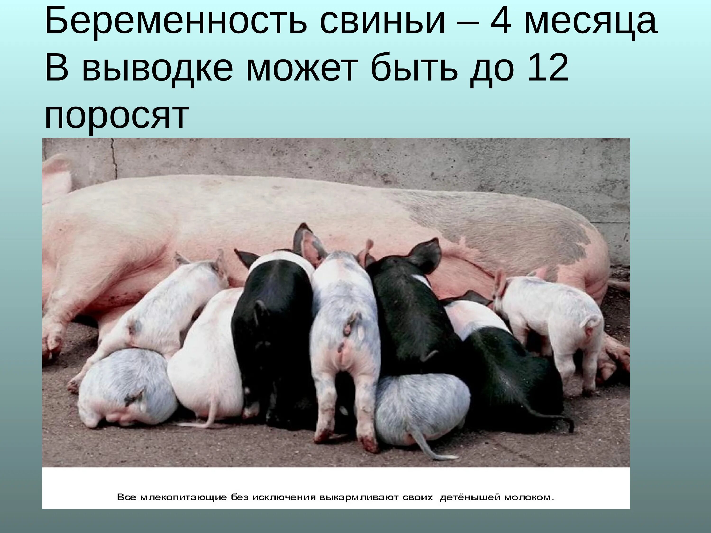 Беременность у свиней длится. Свинья вынашивает поросята. Сколько свиньи ходят беременными.