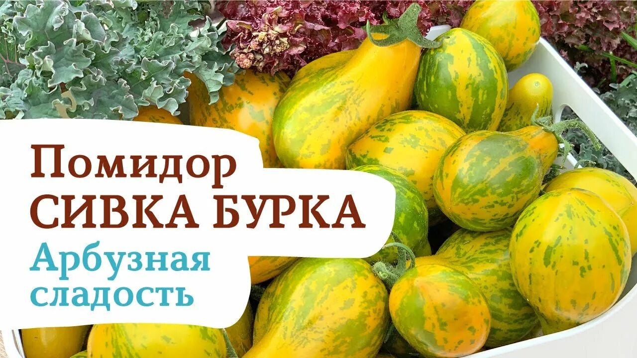 Сивка бурка книжка. Сивка бурка каурка. Сивко бурко иллюстрации. Сивка бурка вещая каурка. Сивка бурка диафильм.