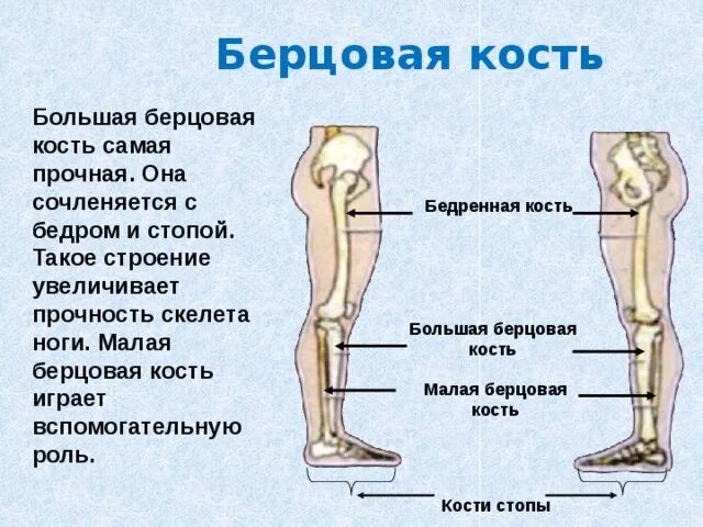 Какие кости самые крепкие. Голень большая и малая берцовые кости. Малая берцовая кость кость. Большая берцовая и малая берцовая. Малая берцовая кость и большая берцовая кость.