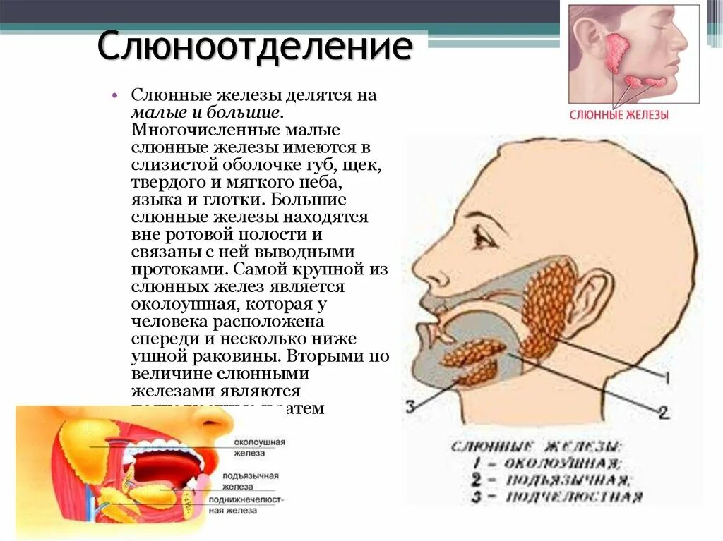 Выделения слюны во рту. Ротовая полость человека слюнные железы. Слюнные железы выделяют.
