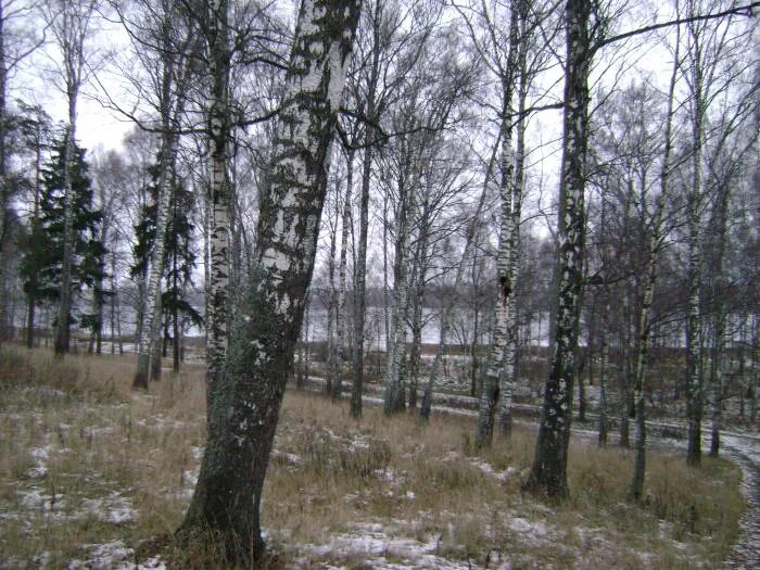 реликтовая липовая роща. дубово-липовый лес. ярославль липовая роща. апарт-комплекс «королёва 13». лес дубрава рязань.