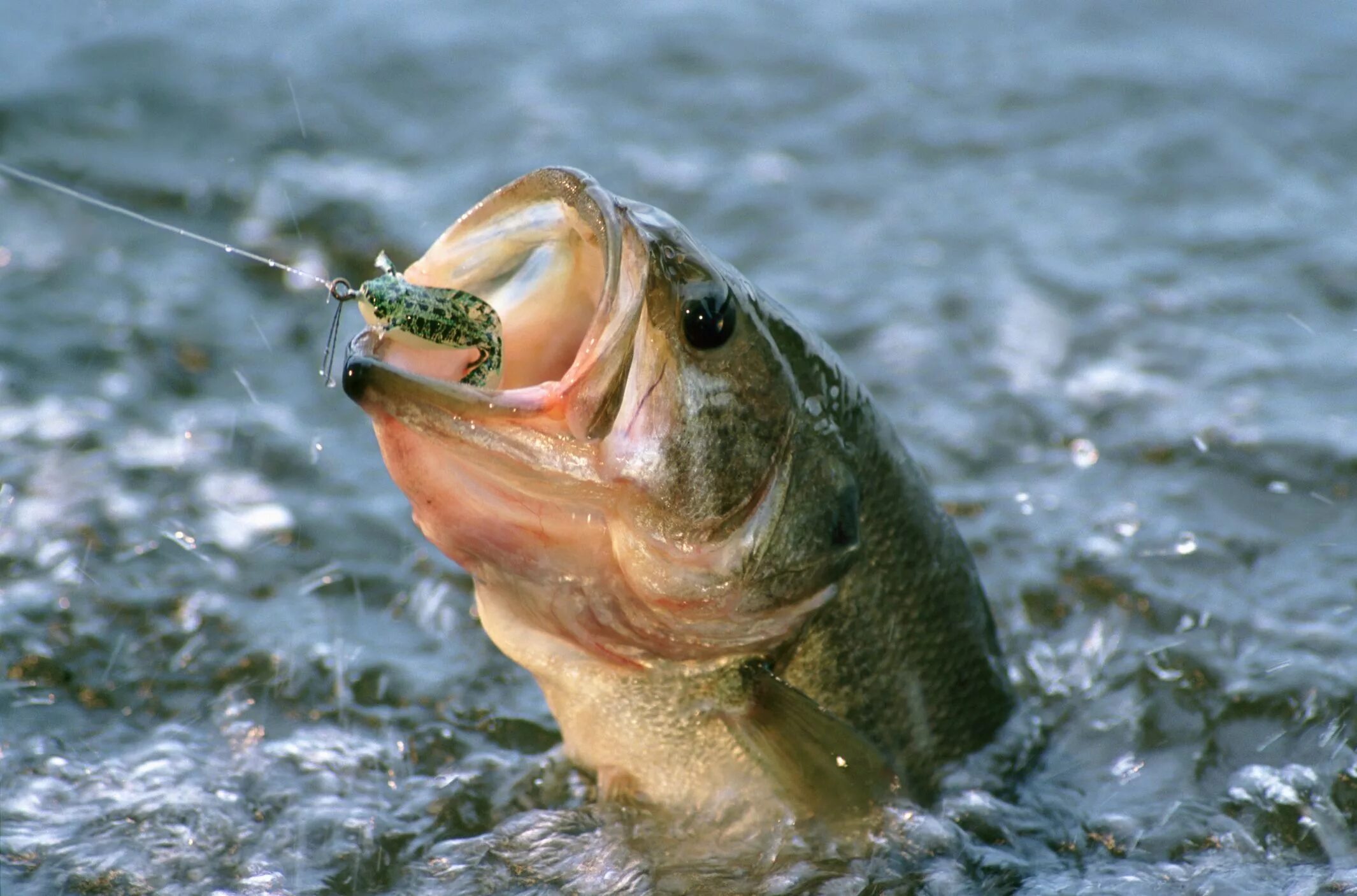 Ловить рыбу в чистой воде во сне. Largemouth Bass рыба. Рыба на крючке. Хищные рыбы. Поймал рыбу.