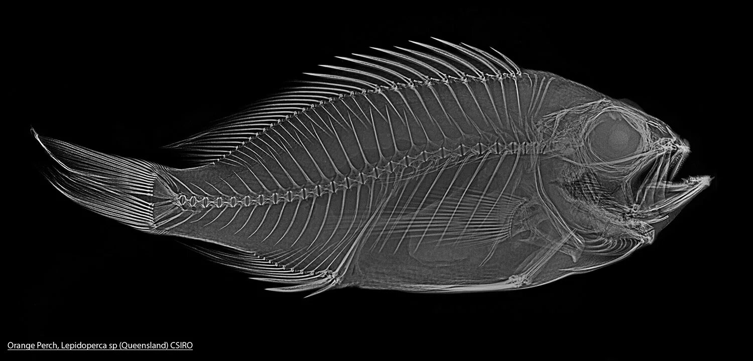 Рыба референс. Рыба рентген. Кости рыбы. Скелет рыбы. Рыбы фото.