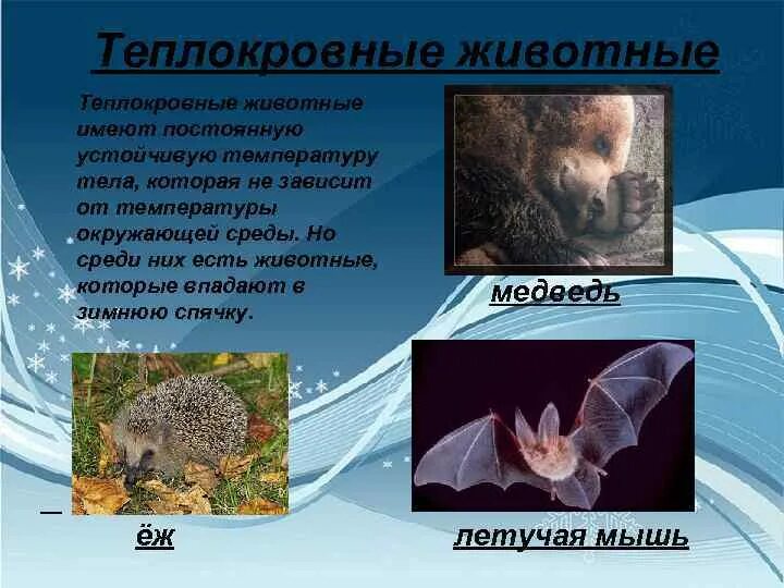 Почему животным тепло. Теплокровные животные. примеры теплокровных животных. тёпло кровные животные. теплокровные позвоночные.